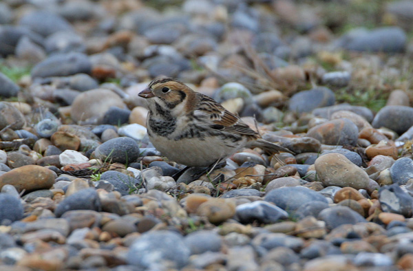 Lapland Bunting