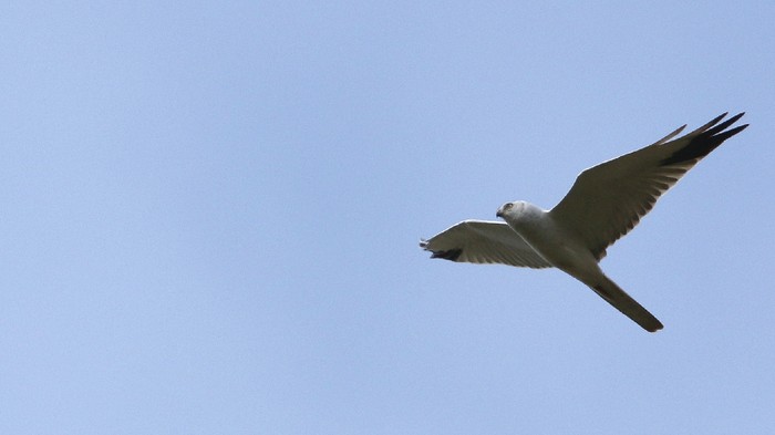 Pallid Harrier