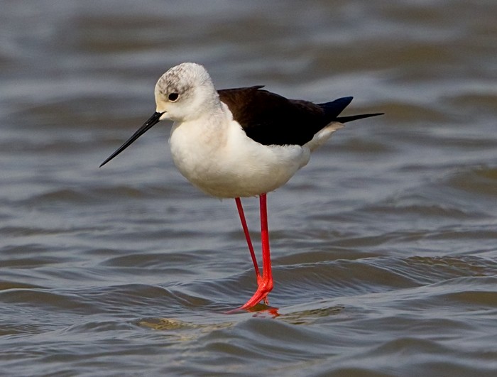 Black-winged Stilt