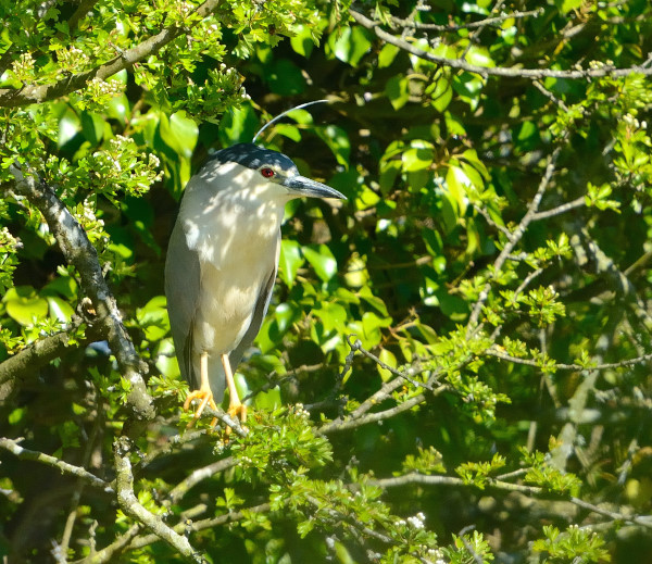 Night Heron