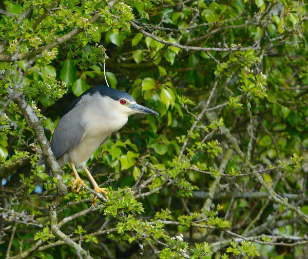 Night Heron