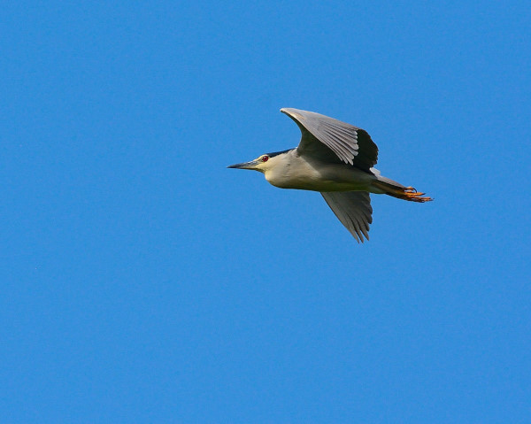 Night Heron