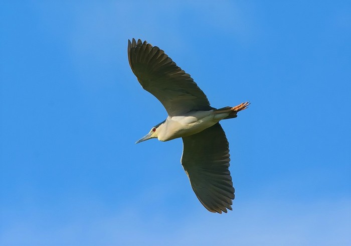Night Heron