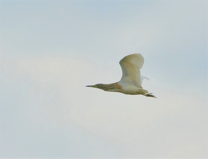 Squacco Heron