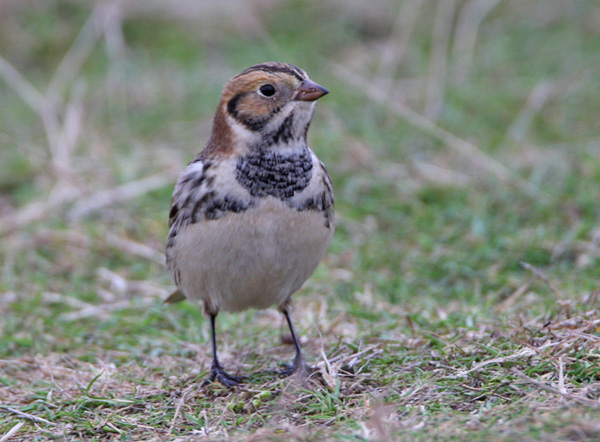 Lapland Bunting