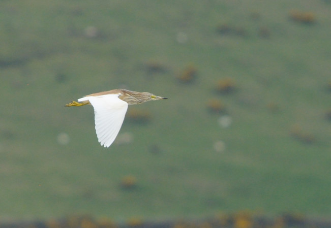 Squacco Heron