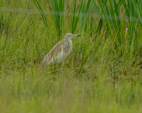 Squacco Heron