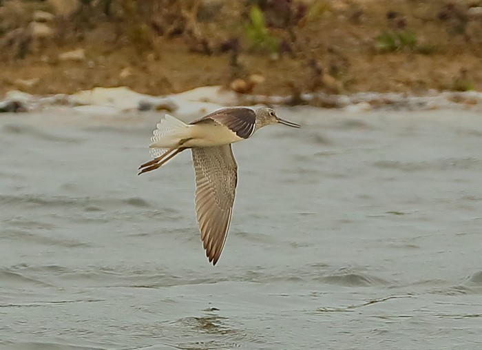 Greenshank