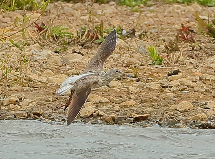 Greenshank
