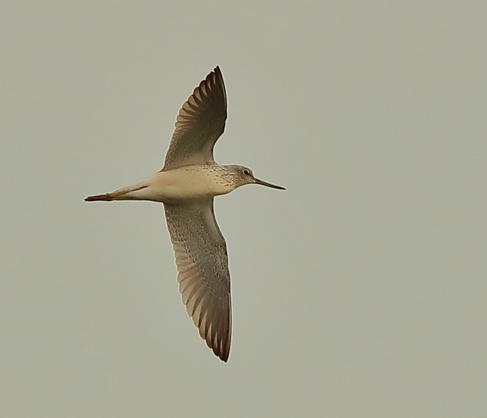 Greenshank