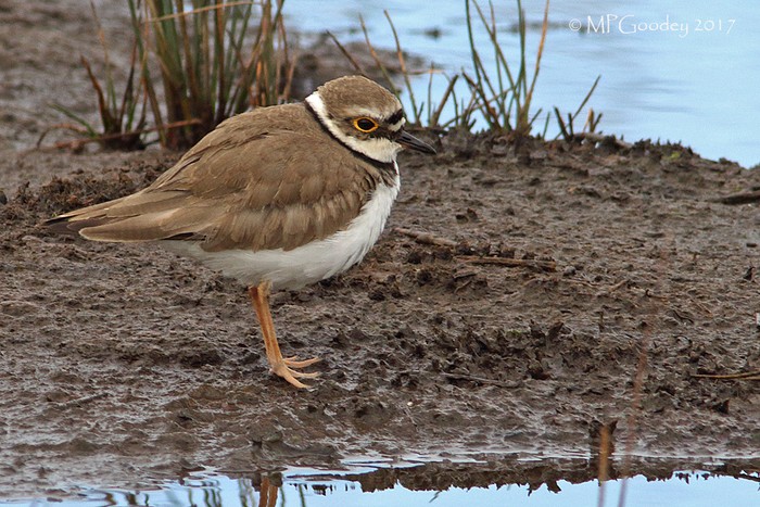 Little Ringed Plover