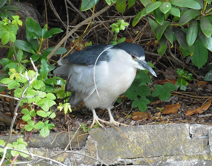 Night Heron