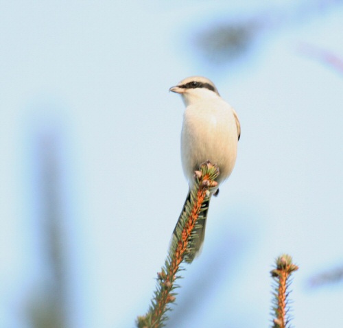 Great Grey Shrike