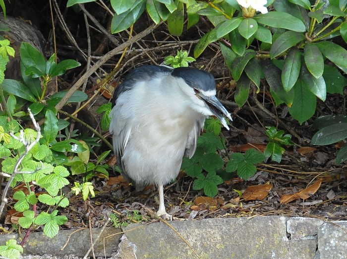 Night Heron