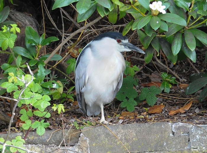 Night Heron