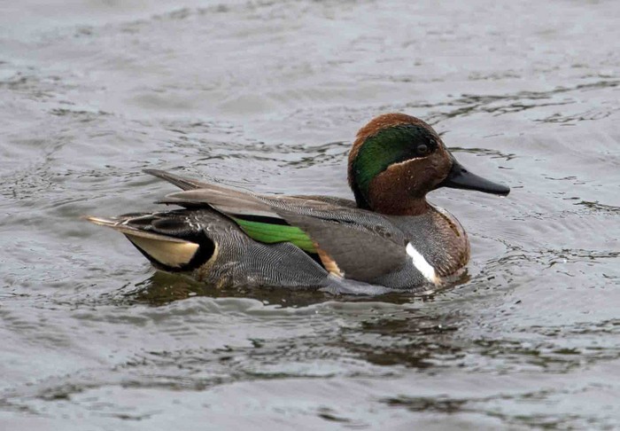 Green-winged Teal