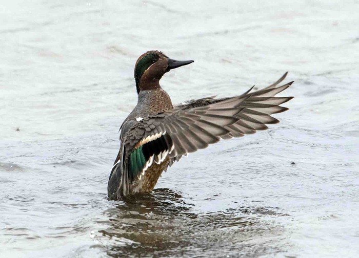 Green-winged Teal