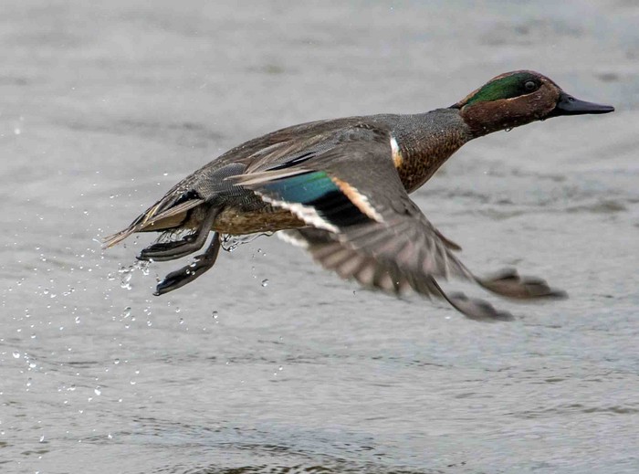 Green-winged Teal