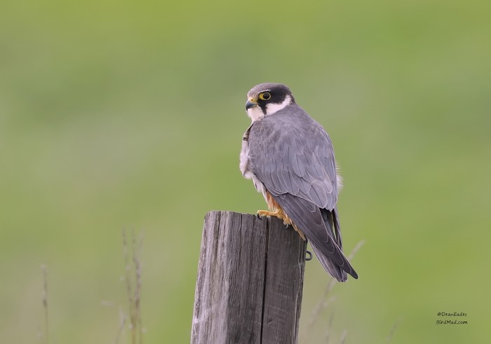 Hobby