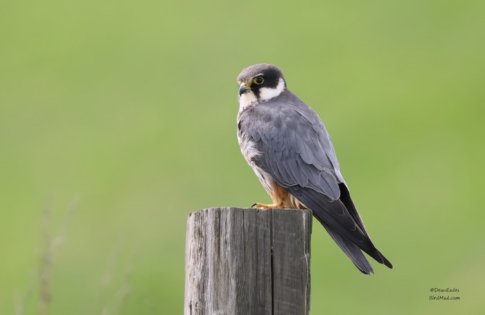 Hobby