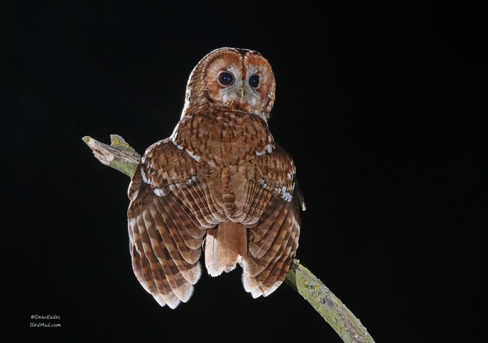 Tawny Owl