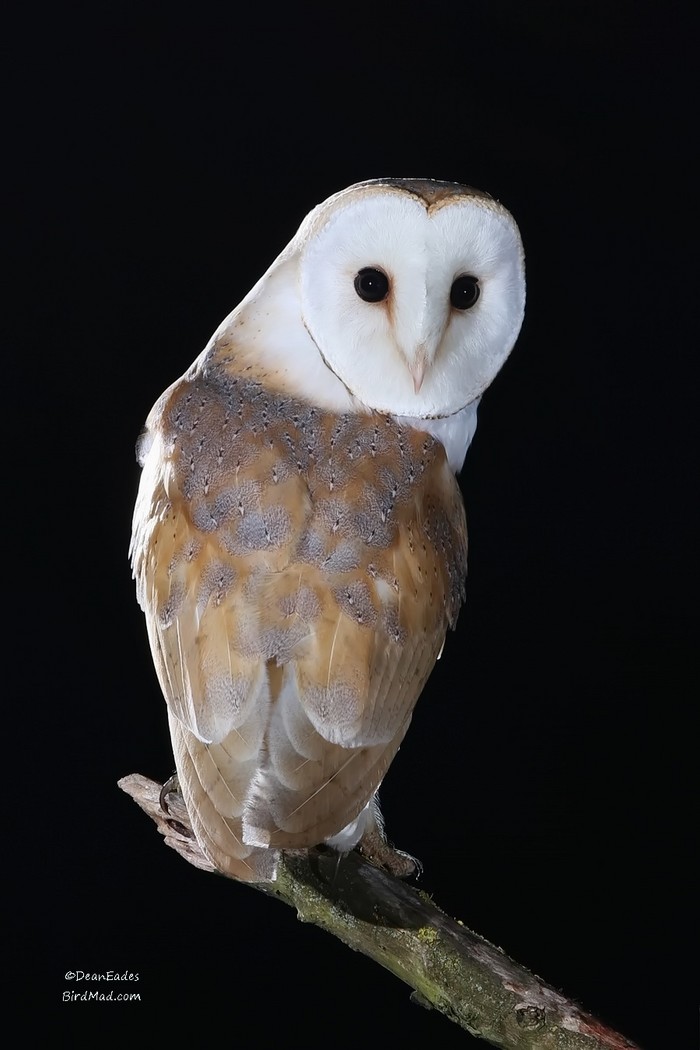 Barn Owl