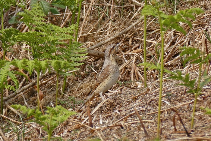 Wryneck