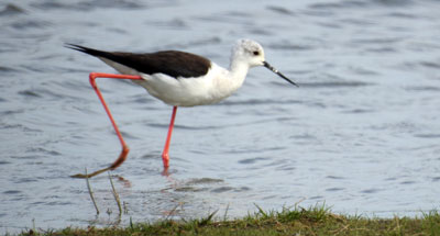 Black-winged Stilt