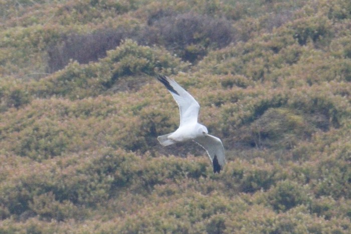 Pallid Harrier