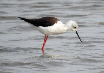 Black-winged Stilt