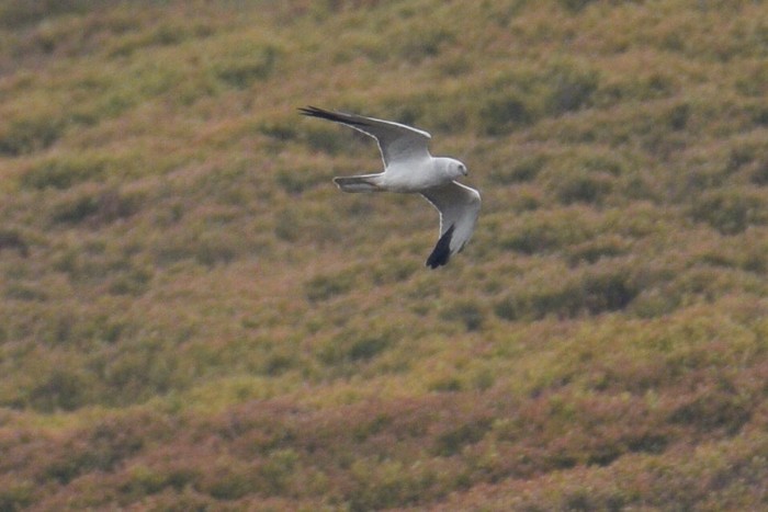 Pallid Harrier 