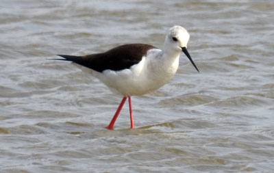 Black-winged Stilt