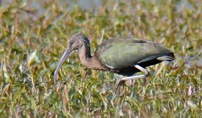 GLOSSY IBIS