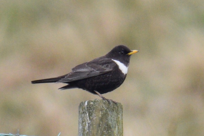 Ring Ouzel