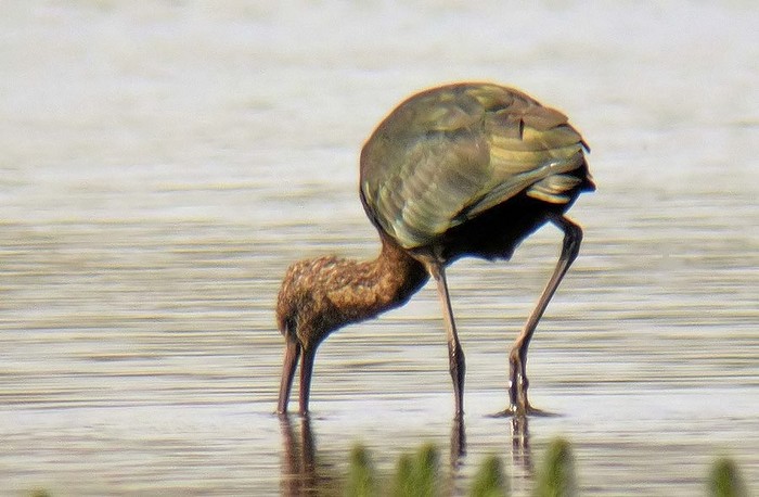 Glossy Ibis