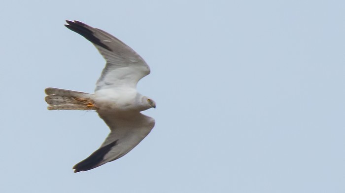 Pallid Harrier