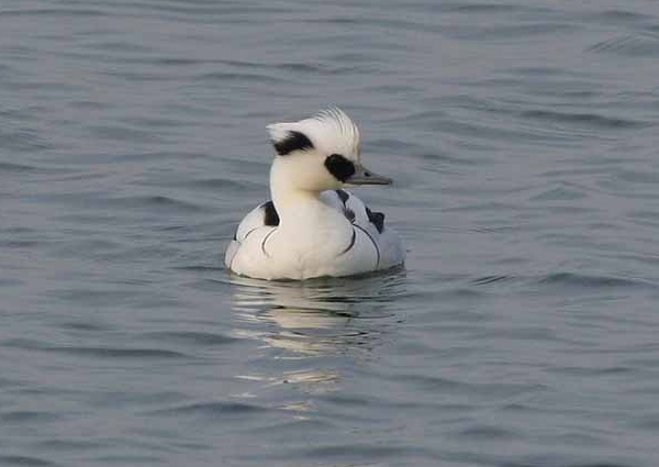 Smew
