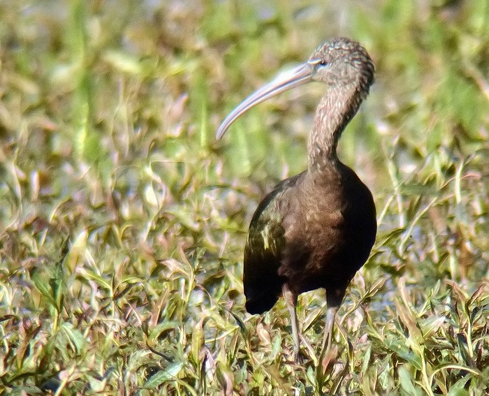Glossy Ibis
