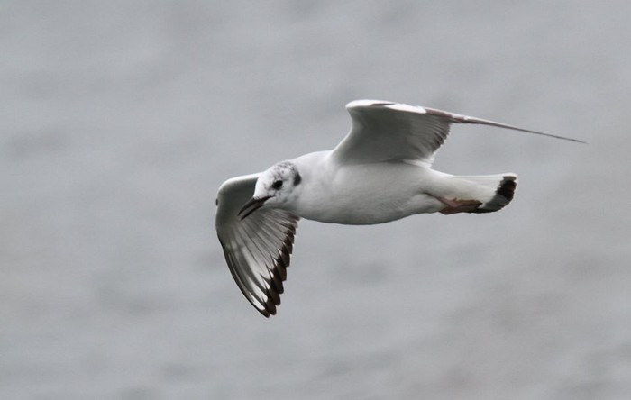 Bonaparte's Gull