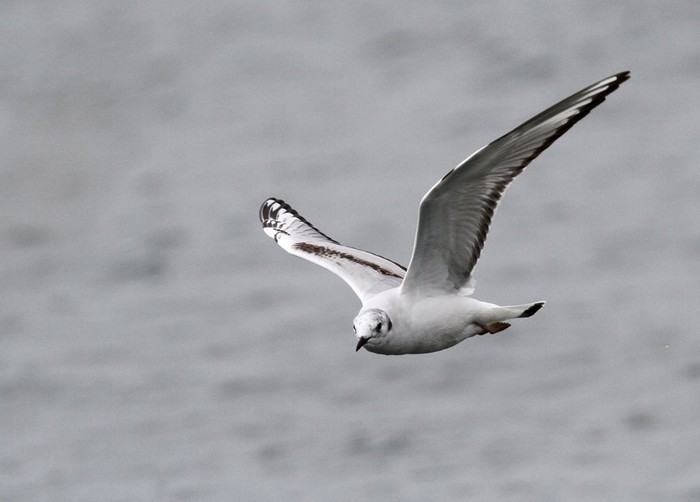 Bonaparte's Gull
