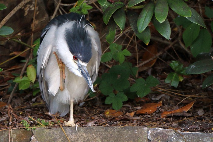 Night Heron