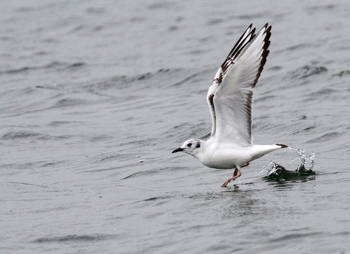 Bonaparte's Gull