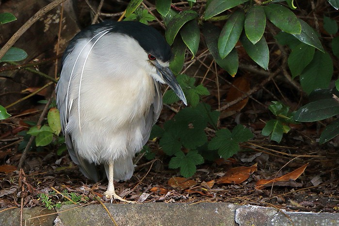 Night Heron