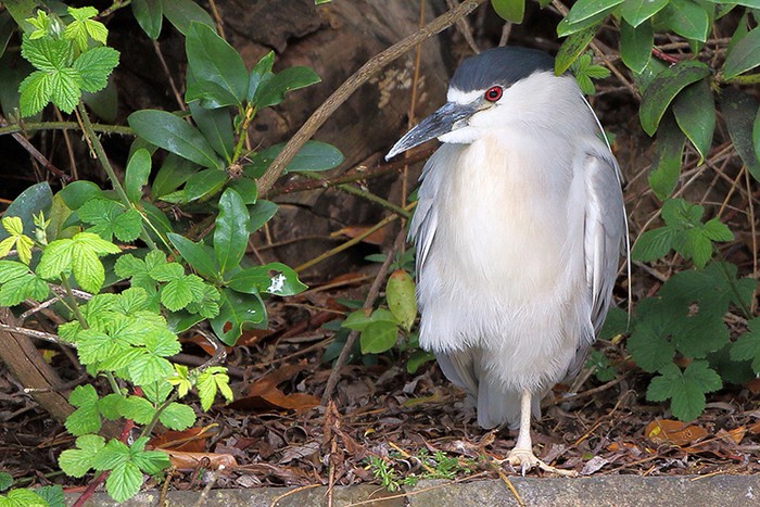 Night Heron