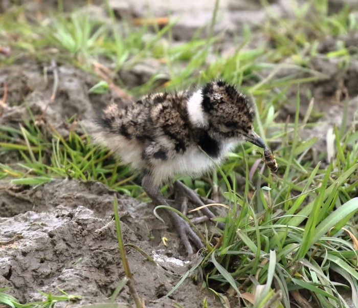 Lapwing