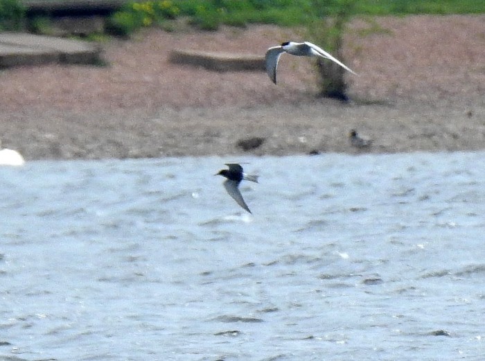 Black Tern