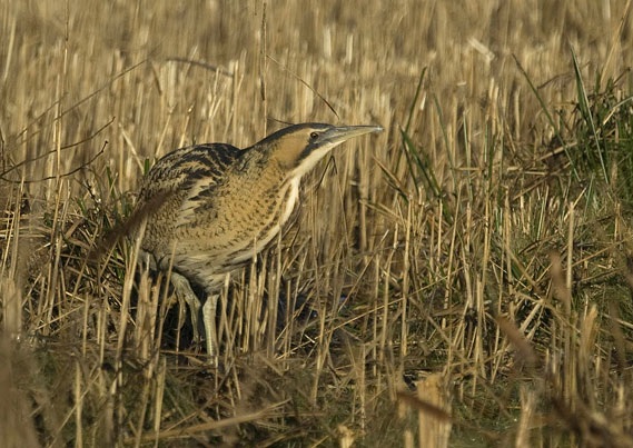 Bittern