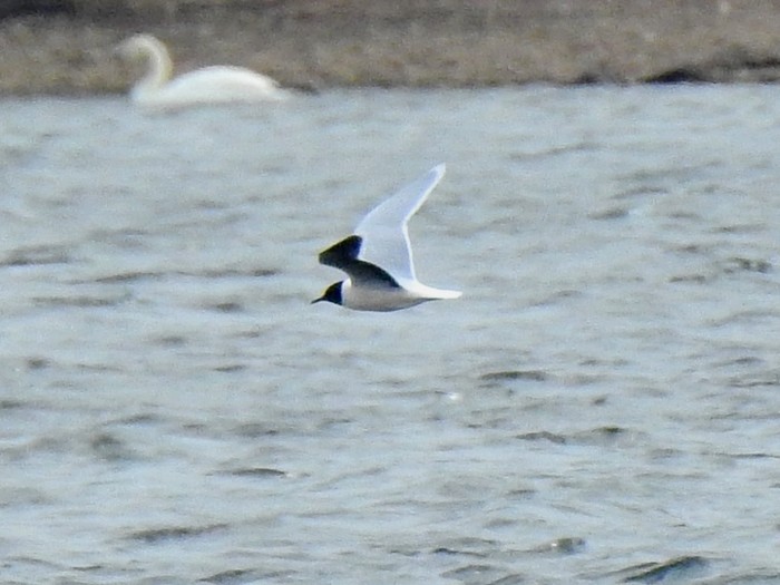 Little Gull