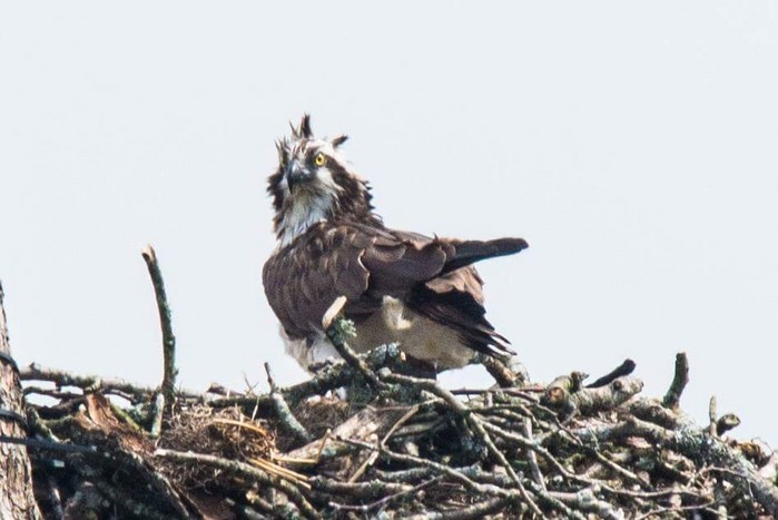 Osprey