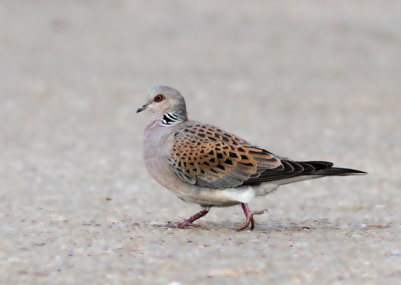 Turtle Dove